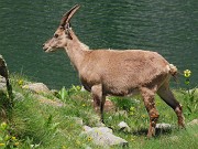 CORNO STELLA , panorami, monti, laghi, fiori, stambecchi-9lu25  - FOTOGALLERY